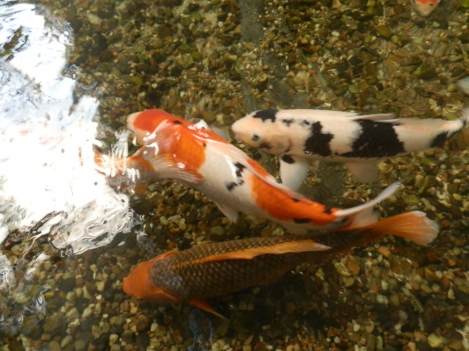 P1010230