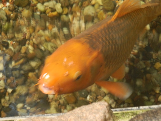 P1010212